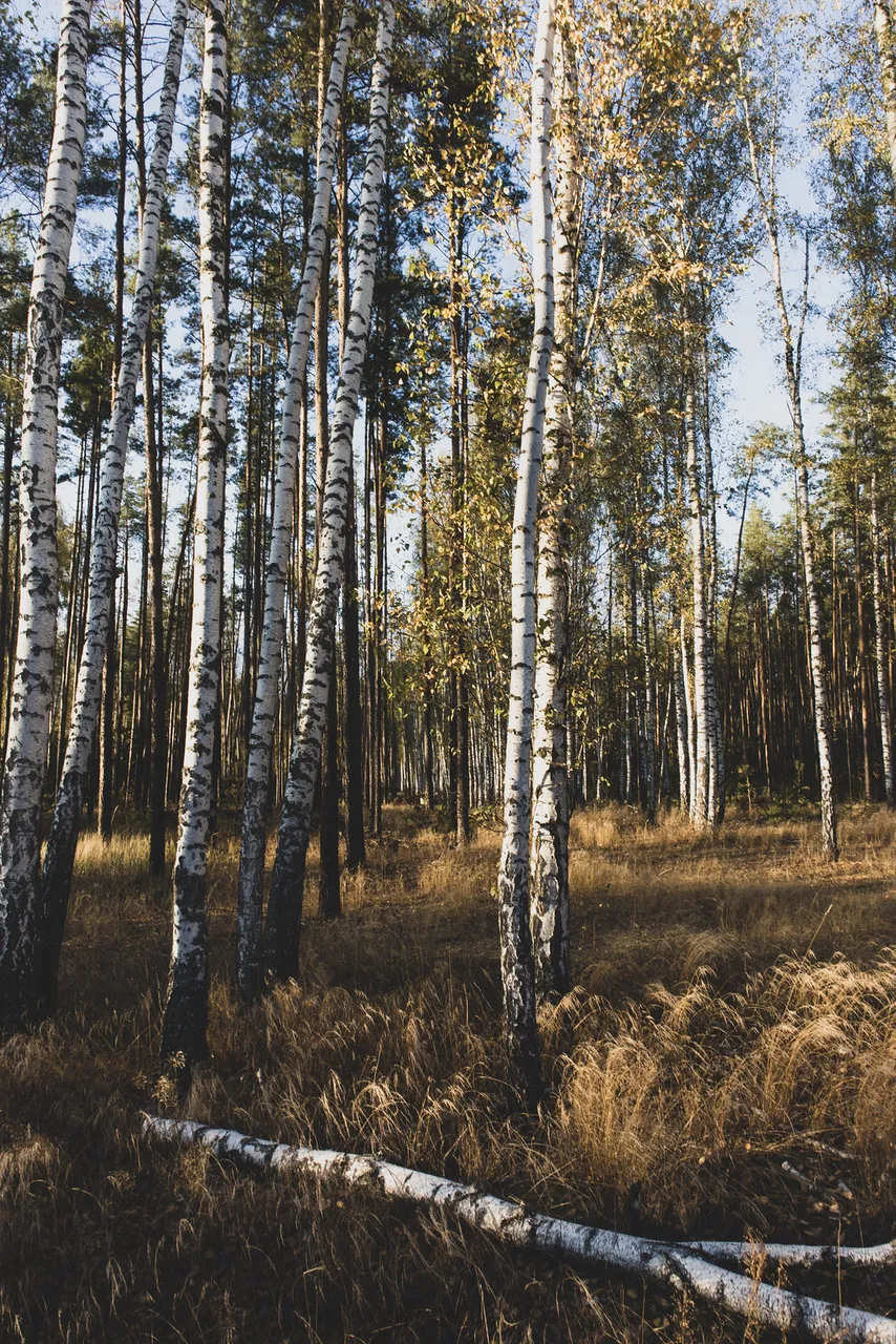 _MG_2462