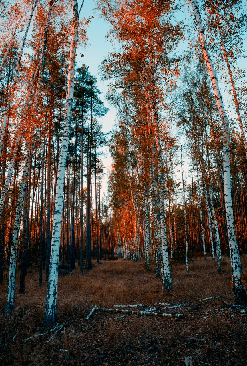 _MG_2526