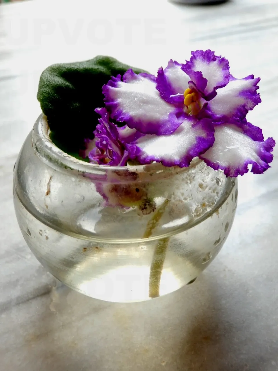 African Violet in a Bowl