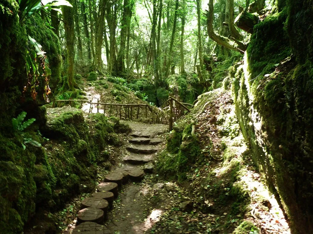 Puzzlewood-732e5c.jpg