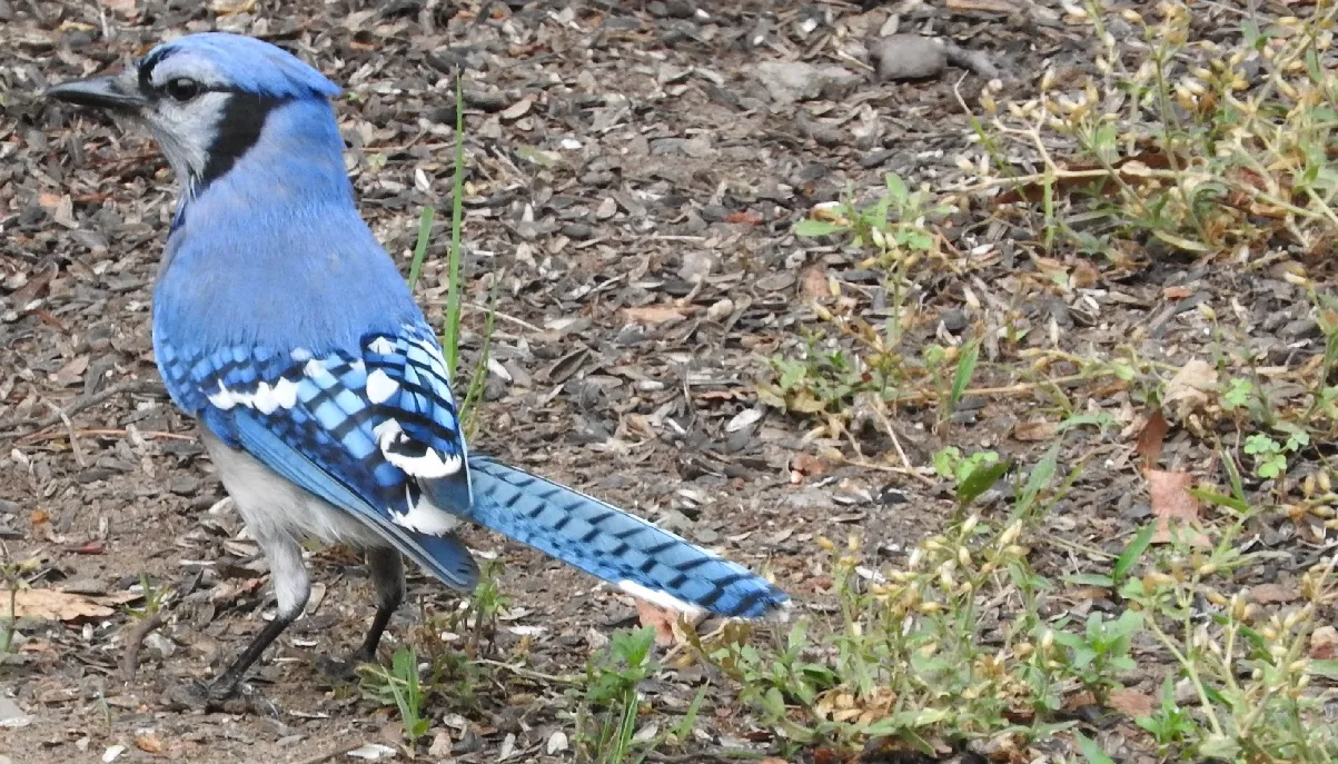 Wednesday Walk from Walk from July 9th 2016