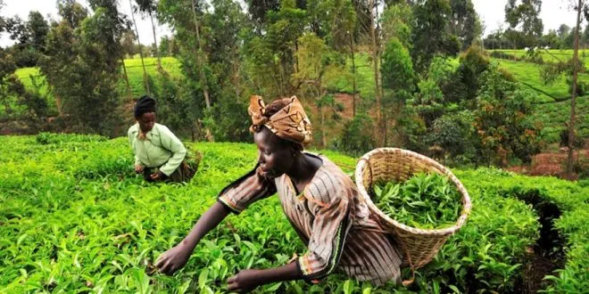 agricultura-são-tomé-e-príncipe-03-e1475222713746-660x330.jpg