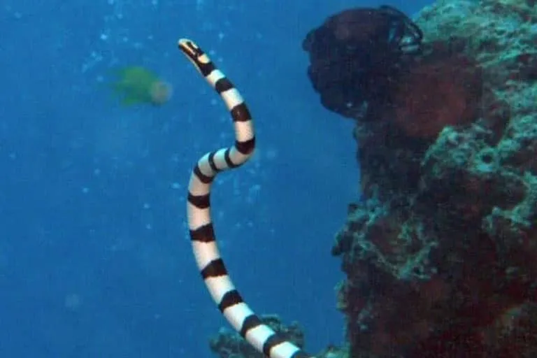 Laticauda_colubrina_-_Reef4448_-_Flickr_-_NOAA_Photo_Library-e1518546362230.jpg