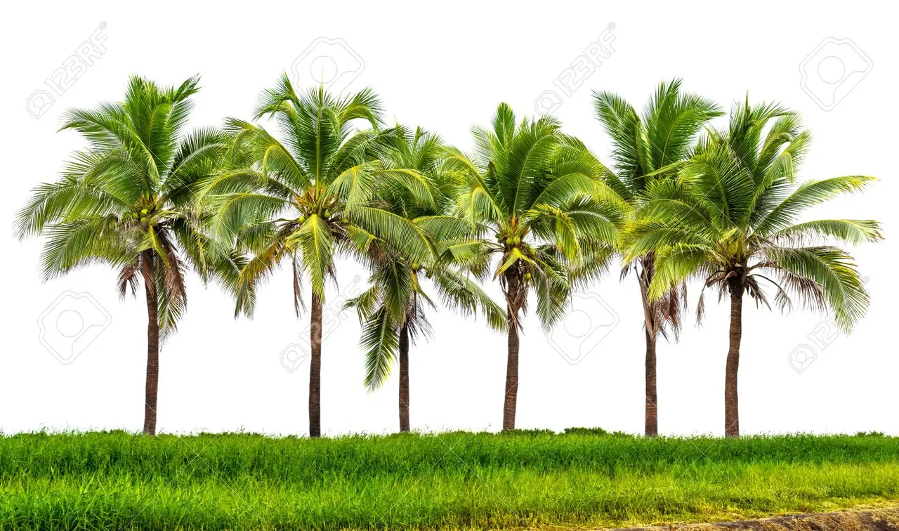 40290082-line-up-of-coconut-tree-and-grassland-isolated-on-white-background.jpg