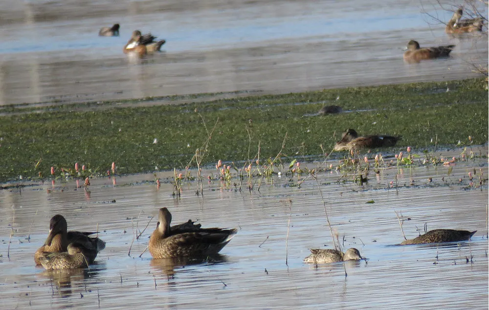 peaceful scene ducks reating on the weed bed or in water some swimming and feeding.JPG
