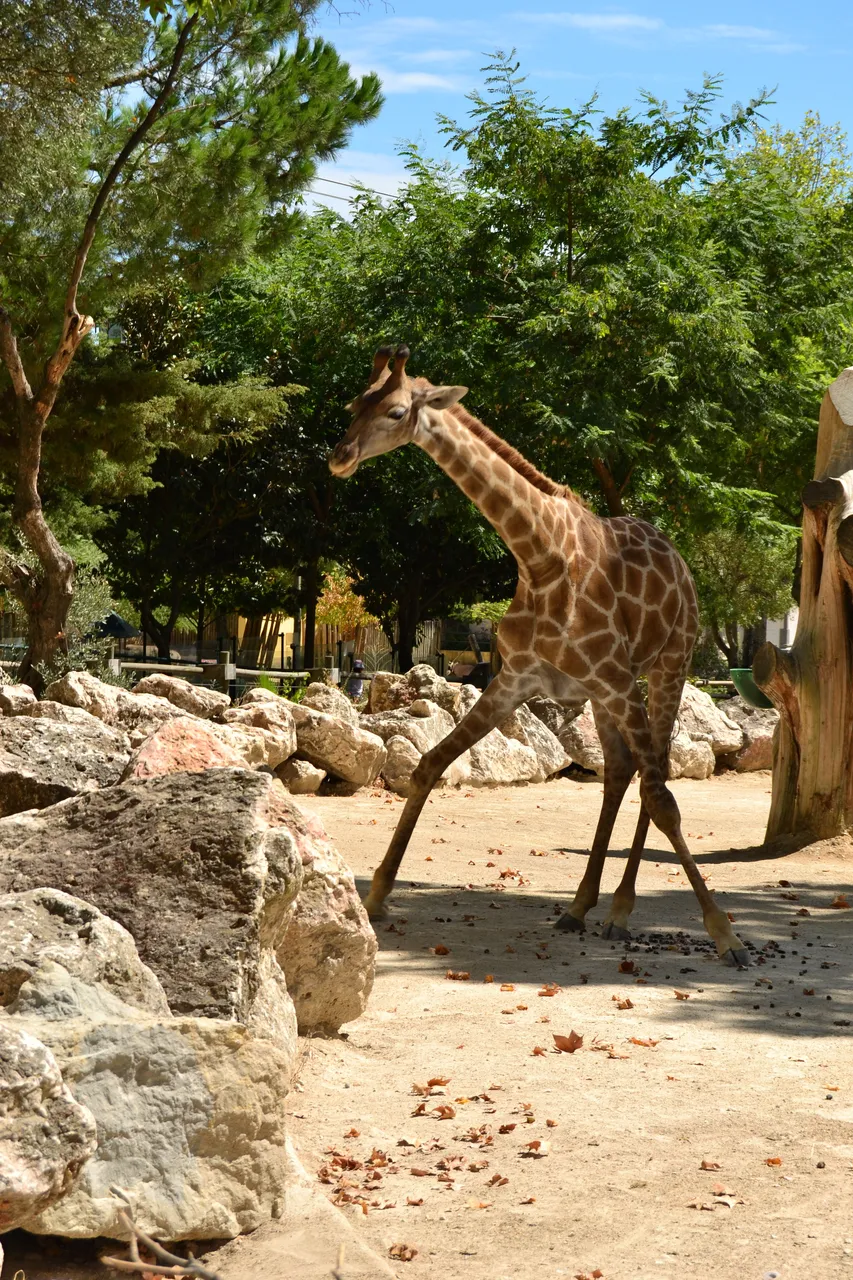 arca-de-noe-lisboeta-jardim-zoologico-de-lisboa-ab390a8c7e1eaeb52a74e077437c283a.jpg