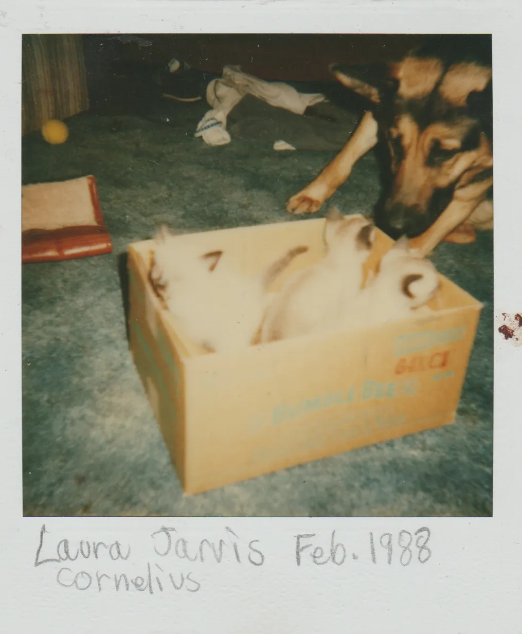 1988-02 - Laura Jarvis - Cornelius - Dog - 3 white kittens.jpg