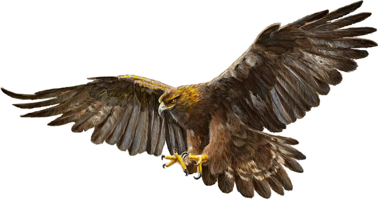 kisspng-bald-eagle-bird-golden-eagle-eagle-5ab3e93a0c7e70.5604951115217400900512.png