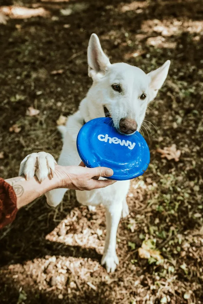 Frisbee time