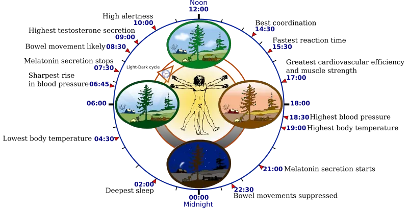 https://s3.us-east-2.amazonaws.com/partiko.io/img/toughkid-bodys-clock-why-we-experience-sleepwake-cycle-and-mental-alertness-cycleotgnsy20-1535277692532.png