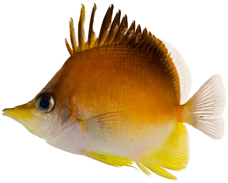 butterflyfish