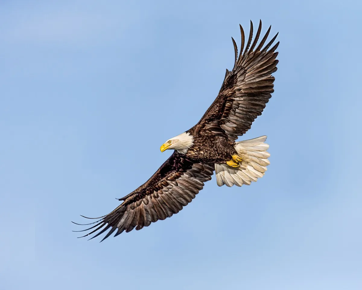 THE EAGEL