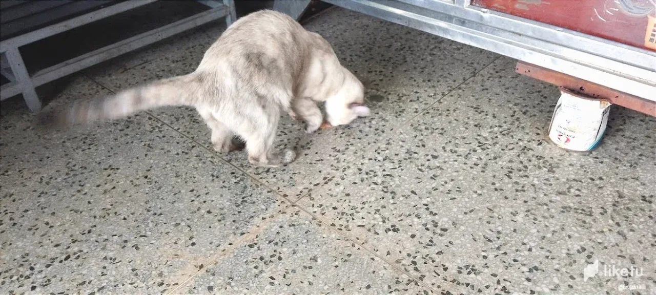 clu2t8vce0005iqszgnuad5jz_gato_4.webp