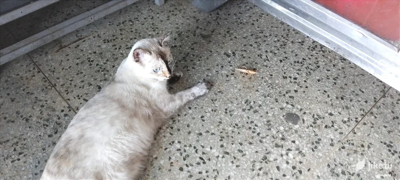 clu2t94xr00d95qszd8sn7cf5_gato_2.webp