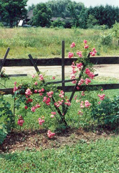 Climbing.rose.bed crop July.92.jpg