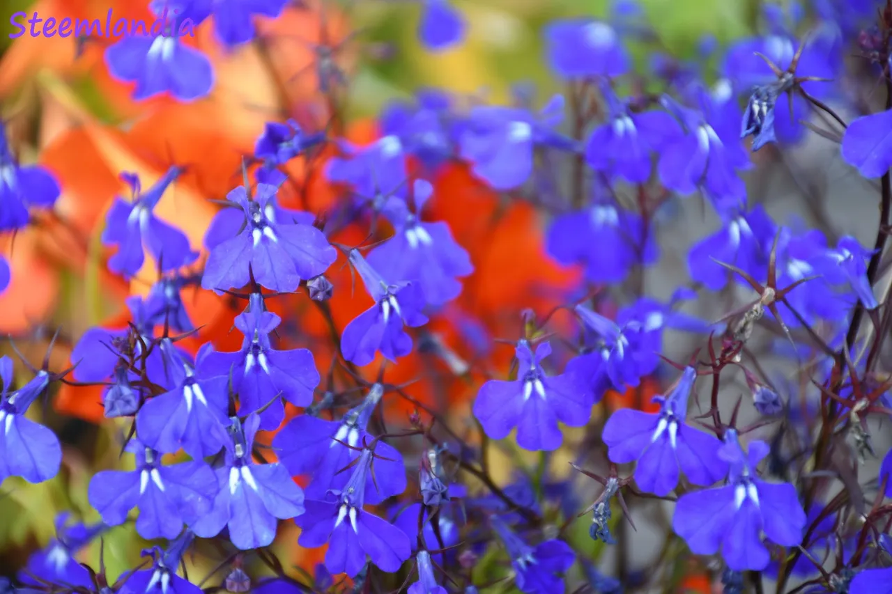 steemlandia2019feb23rd47lobelia6ia.jpg