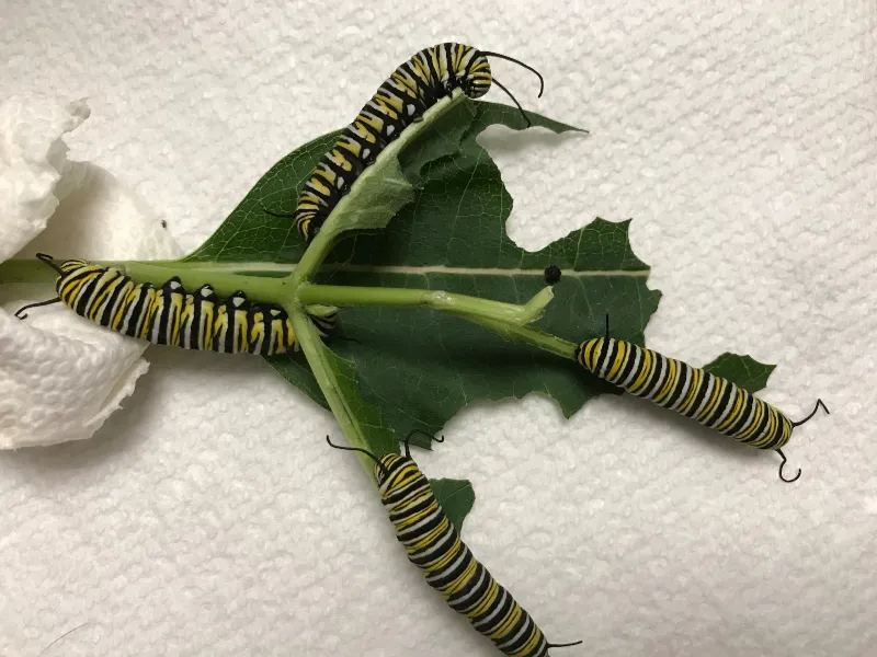 amazing nature caterpillar 1.jpg