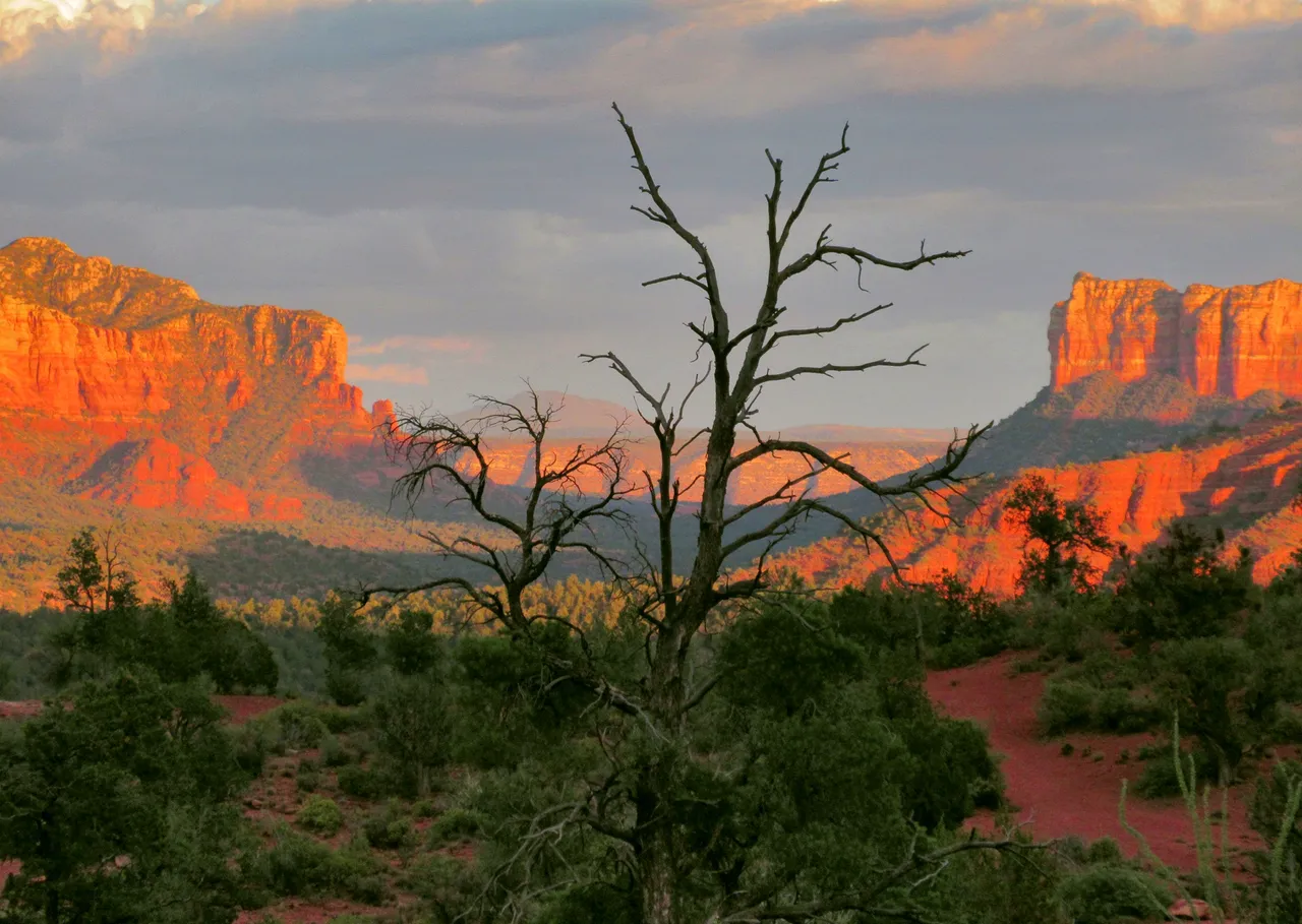 IMG_0680dead tree sunset 7x9.jpg