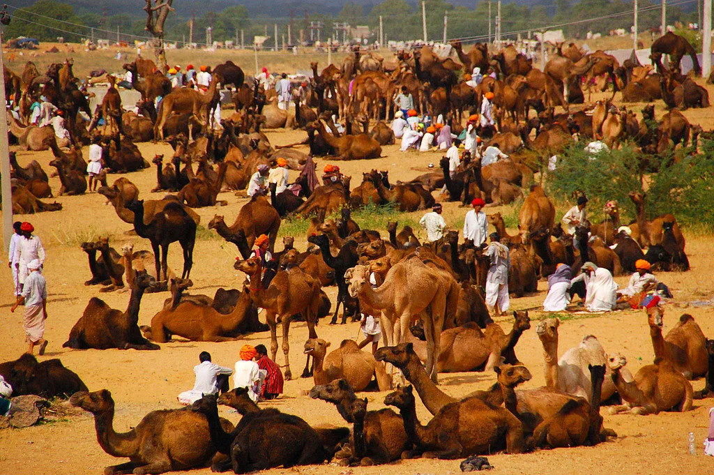 pushkar_fair_activities12-1024x681.jpg