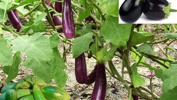 Growing-Brinjal-Egg-Plant.-583x330.jpg