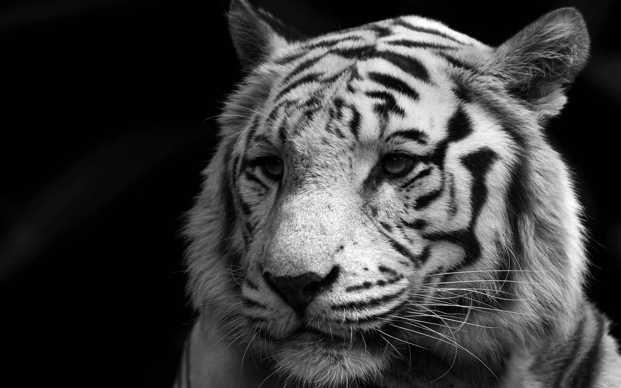 White-Tiger-Wallpaper-for-Computer.jpg