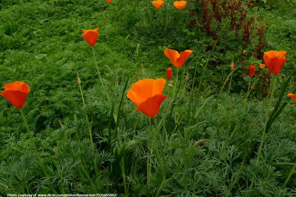 SummertimeCaliforniaPoppies-071518.jpg