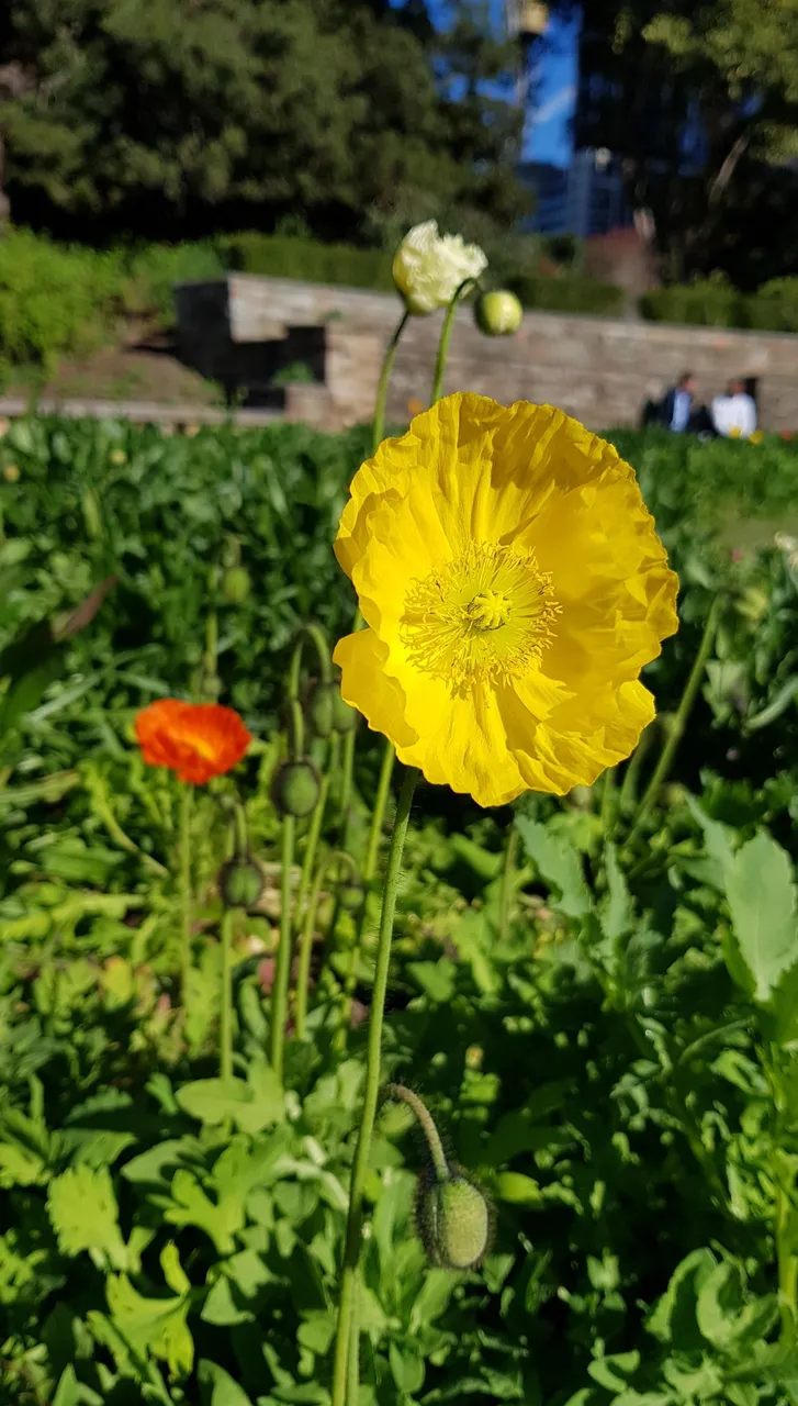 Screenshot_20180710-194342_Gallery.jpg