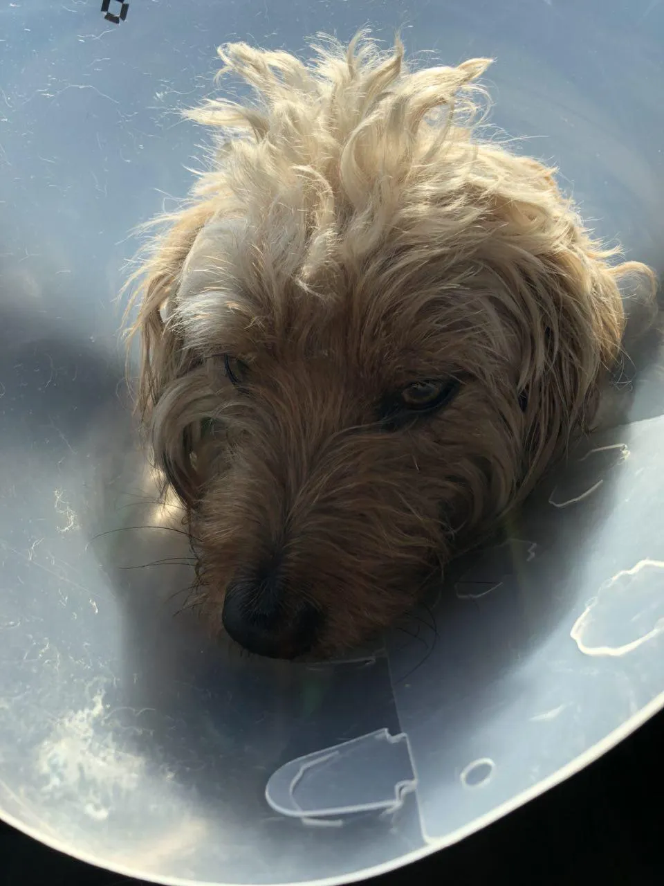 Henry Drugged Up Cone Head.jpg