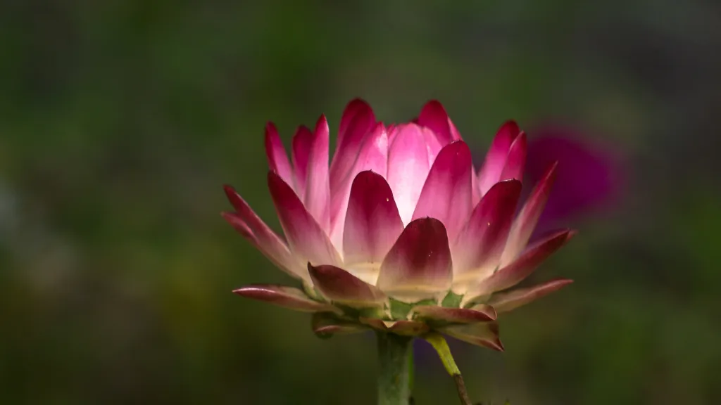 25-07-2018-bokeh-strawflower-03482.jpg