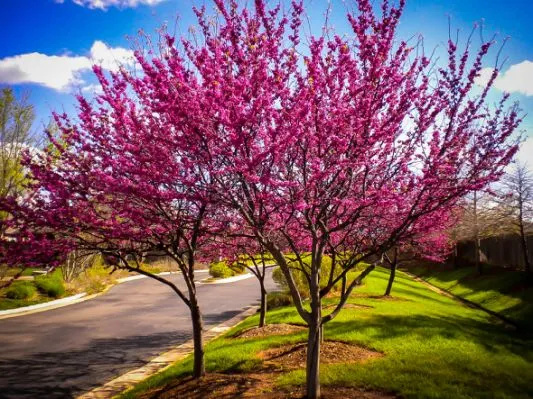 redbud-easter-appalachian-1.jpg.cf.jpg