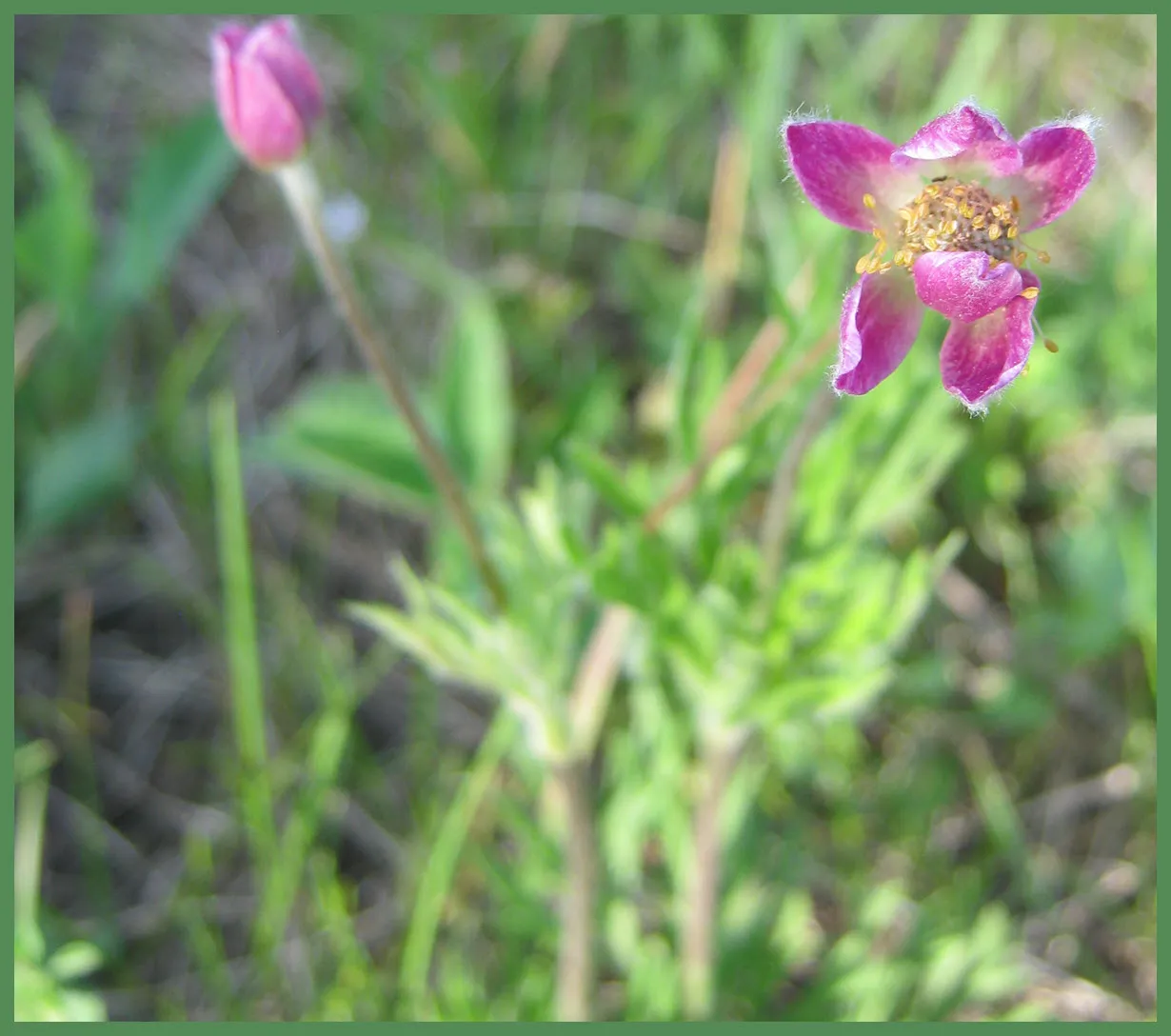 pink flowering avens closeup.JPG