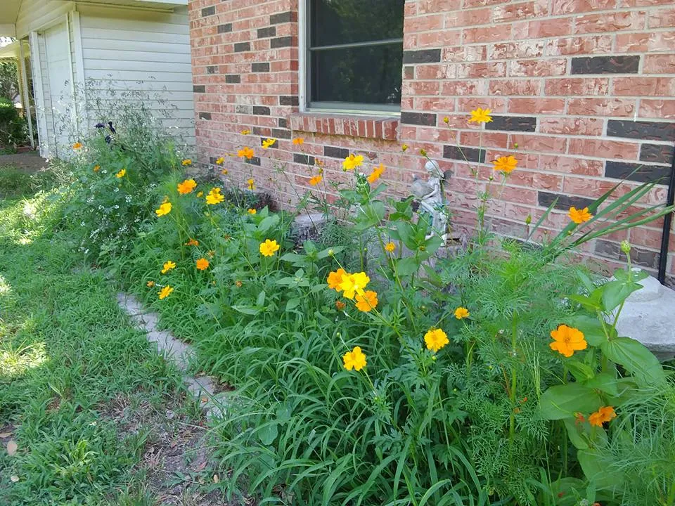 garden 5.30 butterfly garden.jpg