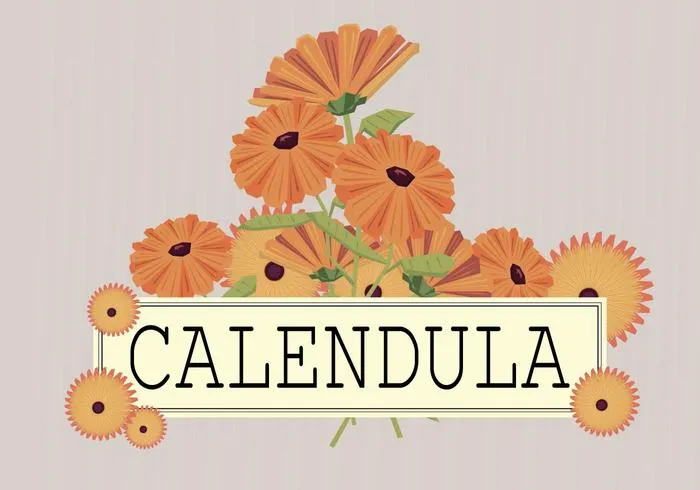 vector-free-calendula-illustration.jpg