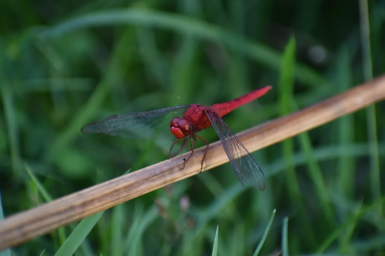 DSC_0039.JPG
