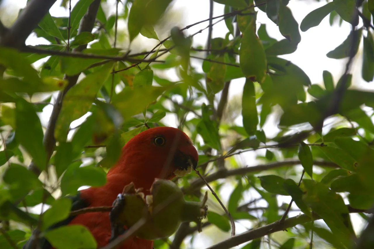 DSC_0520.JPG