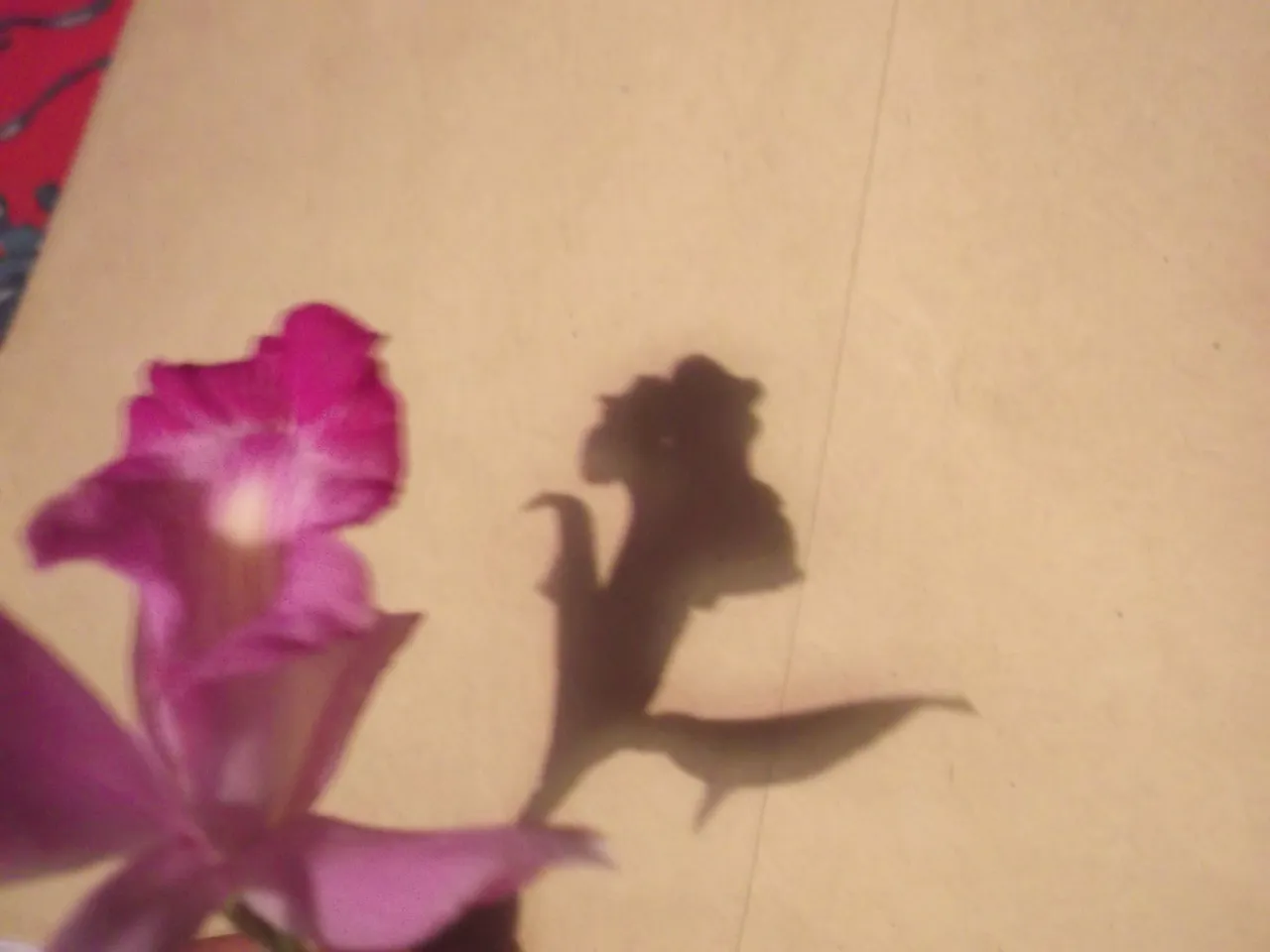 DSCF3887.JPG