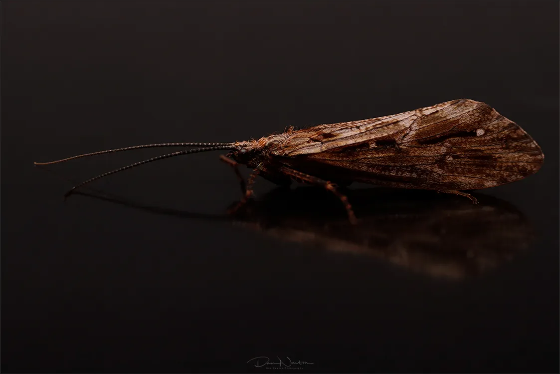 Phryganea bipunctata agg grandis Caddis 27751PP.jpg