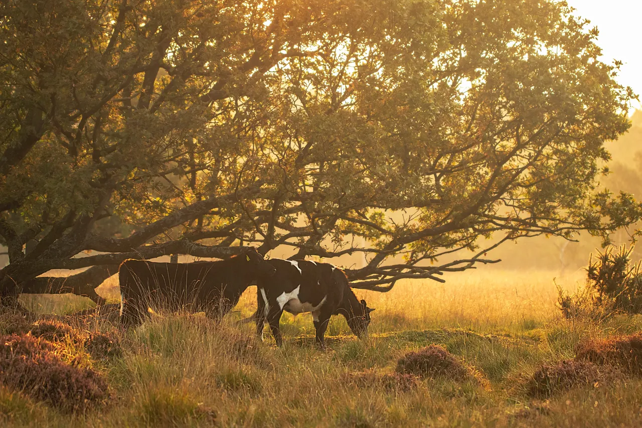 16th September 2020_ Sunrise_ Linwood Warren_ 08.jpg