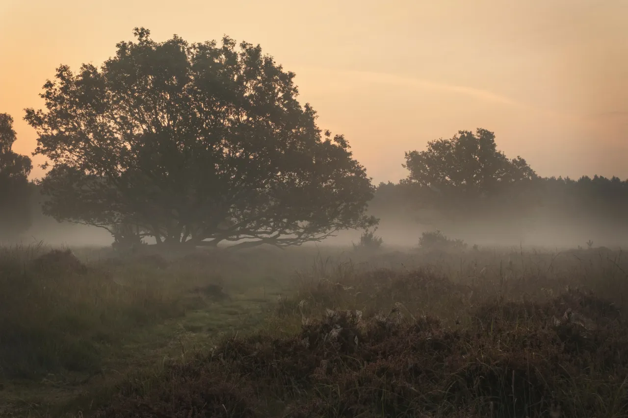 16th September 2020_ Sunrise_ Linwood Warren_ 03.jpg