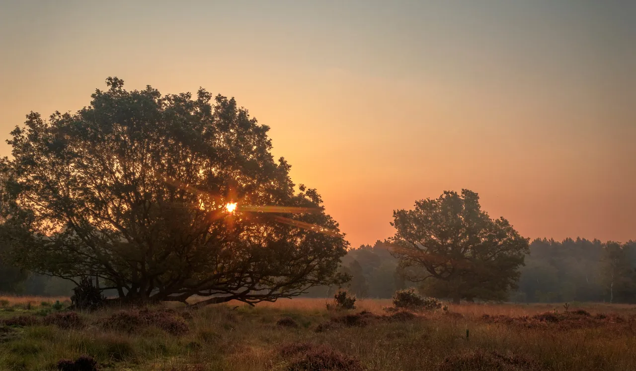 16th September 2020_ Sunrise_ Linwood Warren_ 07.jpg