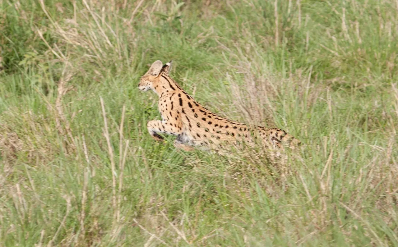 Day9 Mara Lion Safari Early (65 of 98).jpg