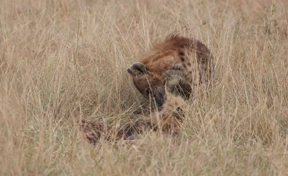 small Mara Day 2 (70 of 152).jpg