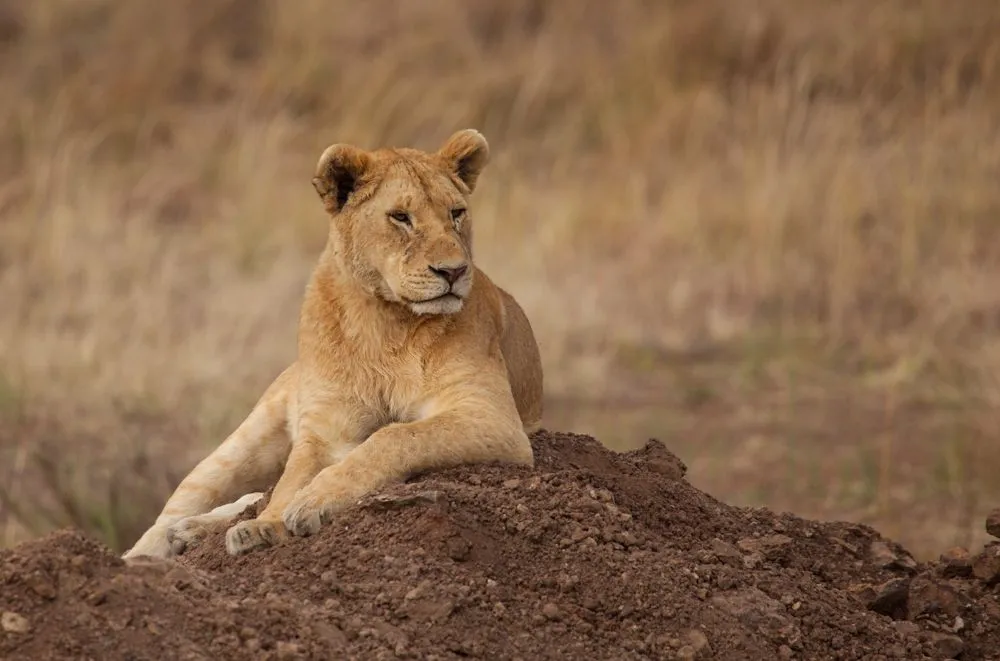 small Mara Day 2 (150 of 152).jpg