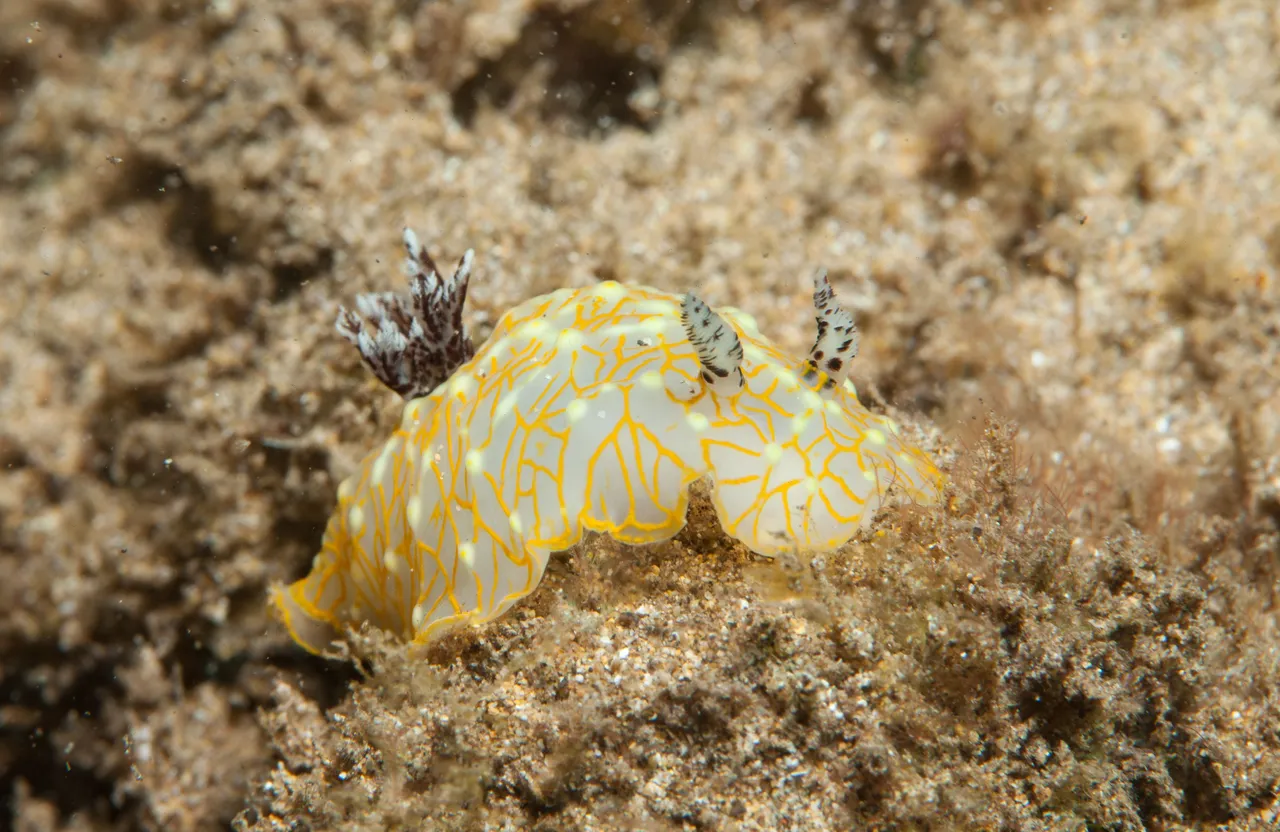 Ulua Dive (6 of 20).jpg