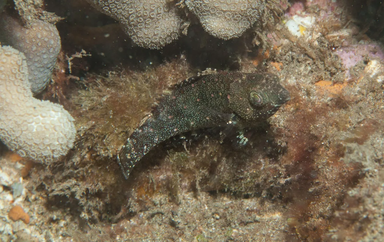 Ulua Dive (10 of 20).jpg