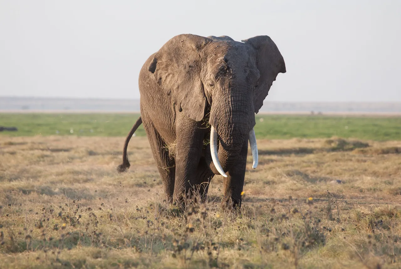 Day6 LateGameDriveAmboseli (12 of 18).jpg