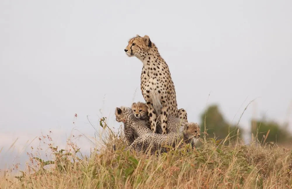 small Mara Day 2 (114 of 152).jpg