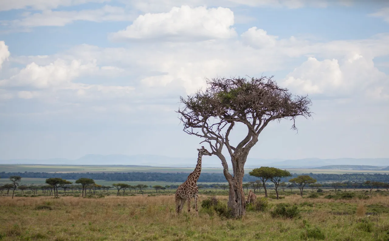 Day7 Amboseli to Mara (12 of 29).jpg