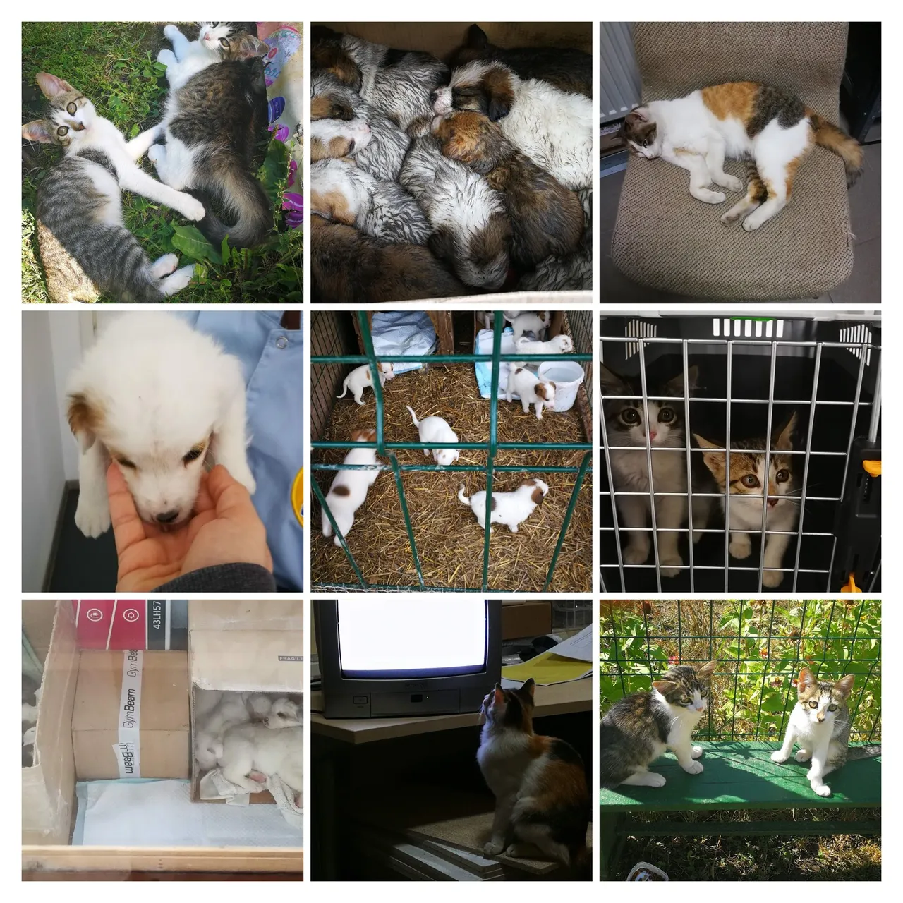 IMG_20191007_123158-COLLAGE.jpg