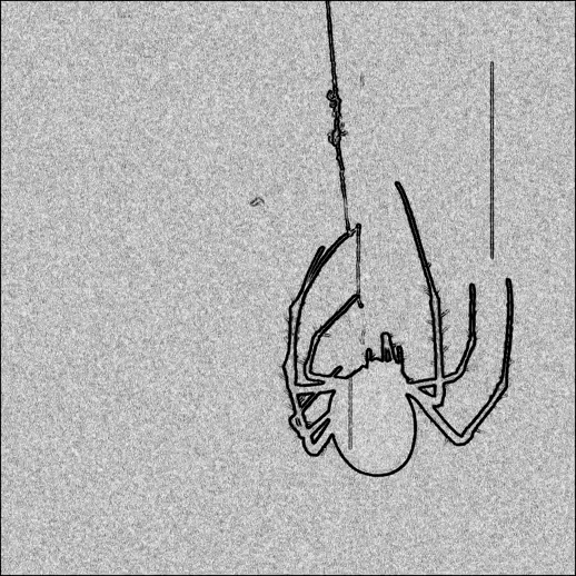 ARAÑA PARA GIFbn.gif